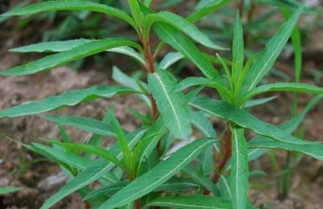 趕黃草加入新食品原料，醒酒護(hù)肝功能性食品飲料將成新風(fēng)口？