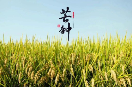 芒種到，防苦夏，祛濕很重要。